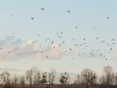 Spektakularne migracje ptaków. Gdzie je oglądać?