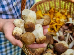Niemcy ruszają na grzyby do Polski. Przyciągają ich inne zasady