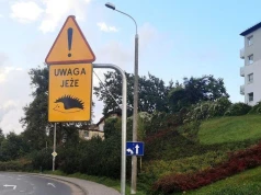 Uwaga, jeże! Gdynia apeluje do kierowców o ostrożność