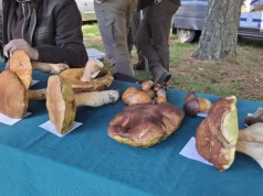 Najlepsi grzybiarze rywalizowali w Korzybiu