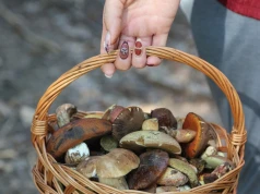 Te lasy na Podkarpaciu są pełne grzybów. Takiego wysypu dawno nie widzieli