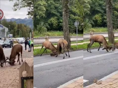 Zakopane: dwa byczki starły się na środku ulicy i najpewniej poszło o jakąś łanię