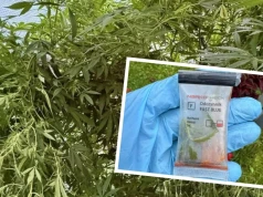 Kupił nasiona pomidorów. „Przy okazji” zasiał marihuanę