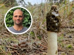 Pachnie padliną, ale młody trafia na patelnię. Grzyb "bezwstydny" z nazwy zaskakuje na każdym etapie