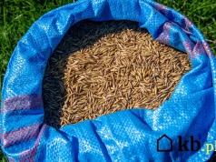 Pellet kosztuje ponad 2000 zł za tonę. Ten zamiennik można kupić już za 500–800 zł
