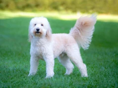 Goldendoodle podbija Amerykę. To najpopularniejszy pies w niemal połowie analizowanych miast