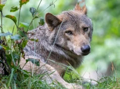 Liczba wilków drastycznie spadła. Ma to zaskakujący wpływ na ludzi
