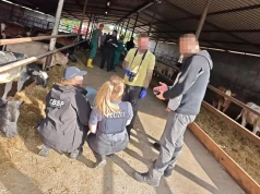Setki sztuk bydła zniknęły. CBŚP znalazło 159 i zatrzymało dwóch Polaków