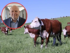 Rolnik dostanie więcej za lepszą wołowinę? Jest pomysł na nową premię
