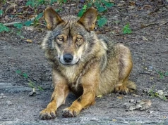 Ostrzegają przed wilkami w lasach na terenie Gminy Strzałkowo