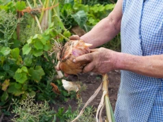 Sposób na największą cebulę w twoim życiu. Zacznij w październiku