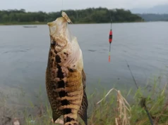 Jest nowy rekord, wędkarz rozpoczął świętowanie. Taką długość miała ryba-gigant