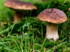 Grzybiarze ich wypatrują, a sanepid ostrzega: takich grzybów lepiej nie zbieraj