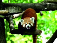 Światowy Dzień Zwierząt w toruńskim zoo. Będzie wyczesywanie bród kozom i karmienie leniwców