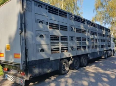 160 świń w naczepie z niesprawnymi hamulcami. Inspektorzy zatrzymali transport na DK19