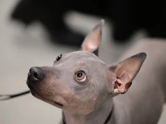Labrador, maltańczyk, a może azawakh? Od dobrze znanych po niezwykle rzadkie rasy psów