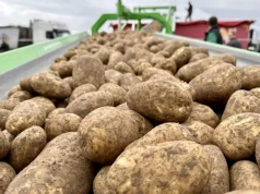 Ziemniaki drożeją, ale producentom ubywa z marży przez paliwo i transport. Jakie ceny?