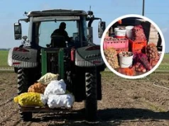 Zamiast oddawać na skup za grosze, sprzedają prosto z pola. W weekend zapraszają do Wilkowa