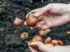 Sadź tulipany warstwami z innymi kwiatami. Wiosną donica utonie w kolorach