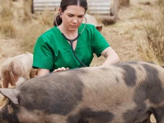 Urzędowi lekarze weterynarii doczekali się zaległych wynagrodzeń. Jasny komunikat GIW
