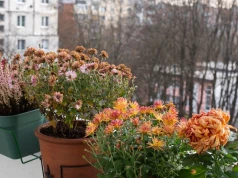 Balkon nie musi być szary jesienią i zimą. Posadź te rośliny w donicach