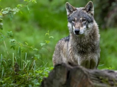 Coraz więcej wilków w centralnej Polsce. Jest apel do mieszkańców