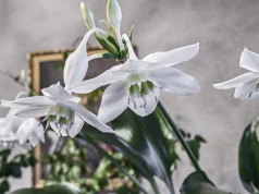Wygląda jak narcyz, pachnie jak perfumy. W listopadzie eucharis zachwyca białymi kwiatami