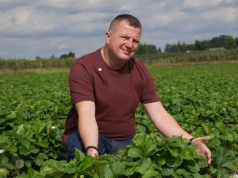 Truskawki wymagają ochrony przed szkodnikami teraz. Zwlekanie do wiosny może przynieść opłakane skutki