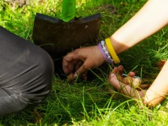 Łężyn zakwitnie wiosną. To część większego jesiennego sadzenia w Koninie