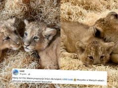 Łódzkie zoo prowadzi głosowanie jak nazwać lwiątka, prowadzą Szpulka i Supeł
