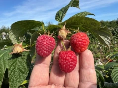 Maliny mogą uratować sezon. Plantatorzy czekają na październikowe zbiory