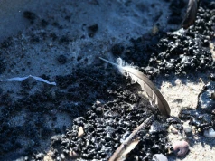 Oleiste grudki na bałtyckich plażach posprzątane. Ale nadal jest ryzyko