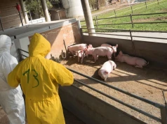 ASF uderzyło w duże gospodarstwo na Podlasiu