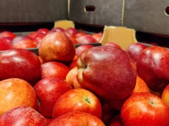 Ponad 2 zł za kilogram. Te odmiany jabłek są dziś najlepiej wyceniane