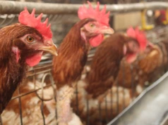 Groźna choroba drobiu w Zakopanem. Wprowadzono ograniczenia dla hodowców