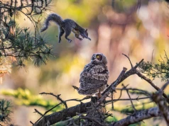 Śmieszne zwierzaki powracają. Oto finaliści Nikon Comedy Wildlife Awards 2026