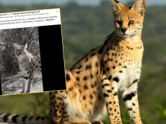 Smutna wiadomość z gdańskiego zoo. "Pozostaną w sercach swoich opiekunów"