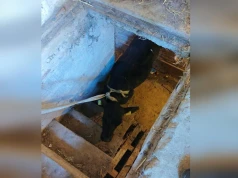 Jałówka znalazła się w pułapce. Konieczna była interwencja strażaków