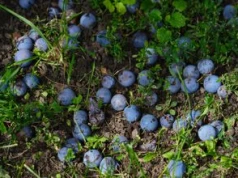 Wielu bezmyślnie rozdeptuje te owoce. Wyglądają jak borówki, ale mają pestki