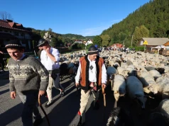 Podhale: ruszają jesienne redyki. Owce wracają z hal