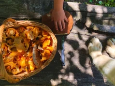 Od jakiego wieku dziecko może spróbować grzybów? Ekspertka podaje konkretny moment