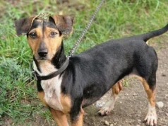 Spragnione bliskości i domu. Psy z Konina czekają na adopcję