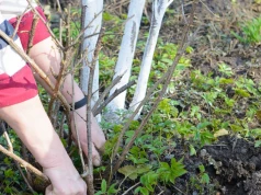Porzeczki rozrosną się w potężne krzewy i dadzą moc owoców. Użyj na start