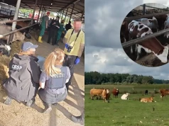 Służby rozbiły gang kradnący krowy w Niemczech i przerzucający je do Polski