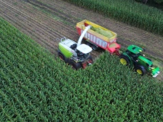 Kukurydza na kiszonkę obroniła plon mimo trudności. Duże znaczenie miały agrotechnika i stanowisko