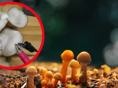 Grzyby mówią do nas przez sztukę? Pierwsza taka wystawa na świecie