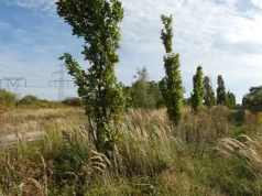 Botanik przy ulicy Chełmońskiego. Rośliny Jaworzna łoboda błyszcząca i wiesiołek Kazimierza