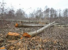 Wycinka drzew w 2026 r. Kiedy wystarczy zgłoszenie, a kiedy zezwolenie