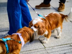 Psy ze schroniska opanowały Stary Rynek. To zachęta do adopcji