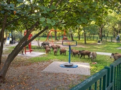 Dziki czują się w Krakowie jak u siebie. Jakie kroki podejmują władze miasta?